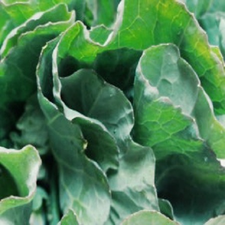 Spring Cabbage