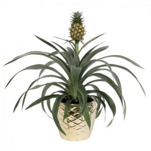 Snore Reducing Pineapples Snore Reducing Pineapples