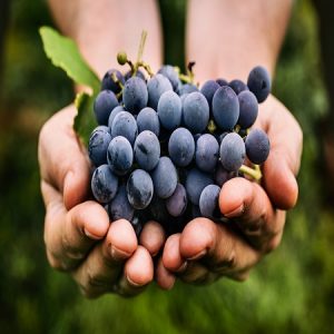 Grapes overtake Apples! Grapes overtake Apples!
