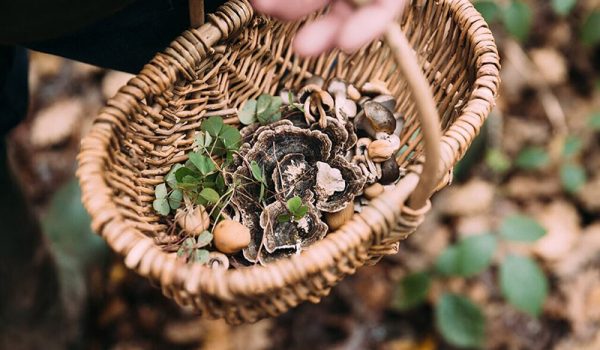 foraging-basket